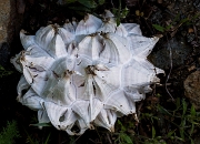 Calvatia sculpia, Faceted Puffball